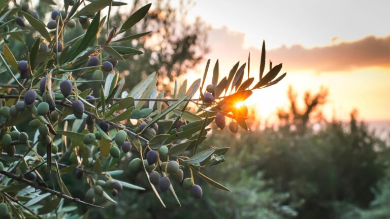 Comment bien arroser un olivier pour garder ses feuilles vertes ?