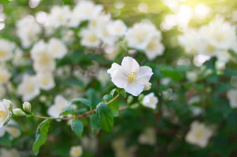 Comment bouturer le jasmin pour embellir votre jardin