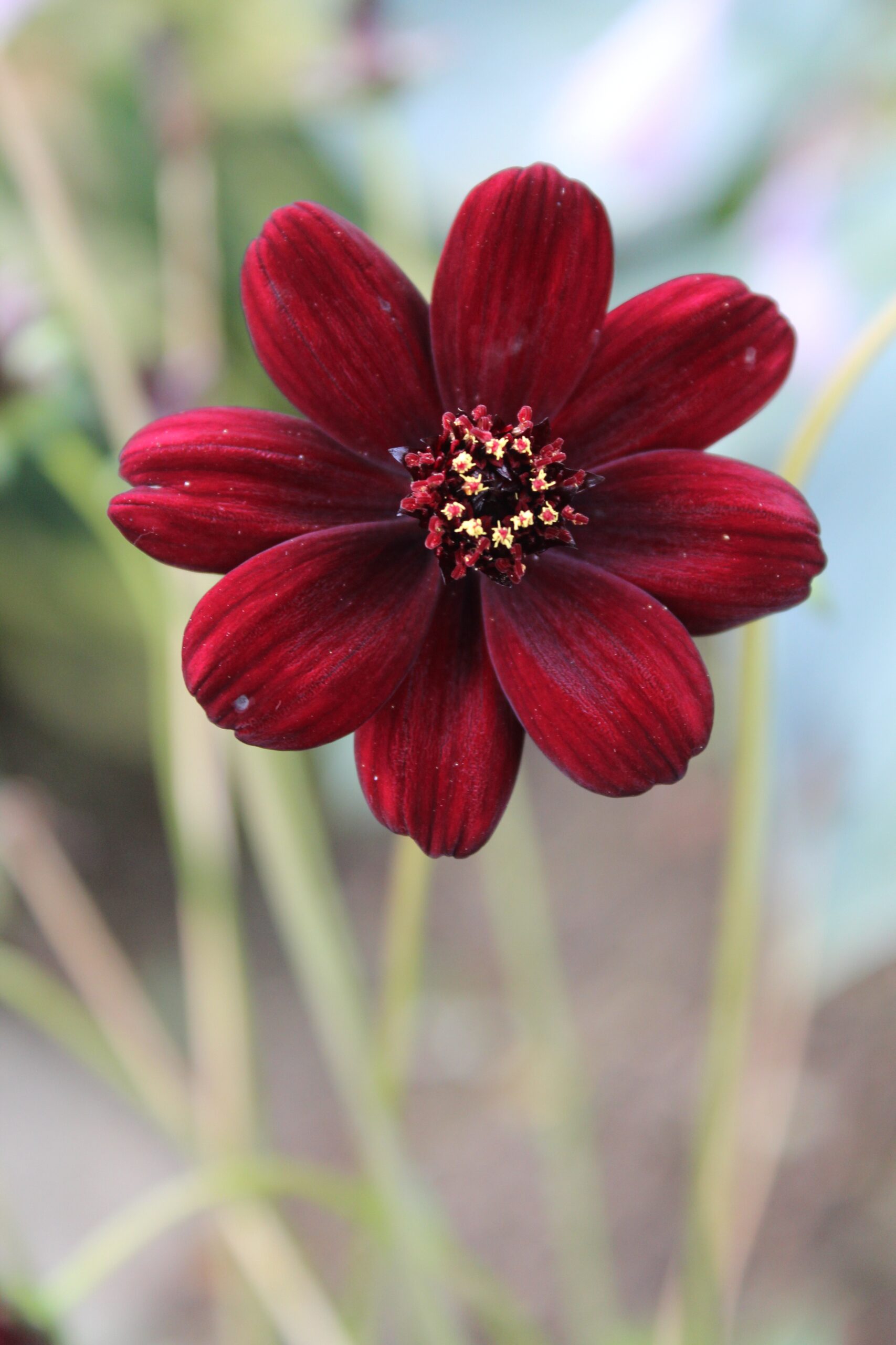vertical closeup shot of a chocolate cosmos flower on a blurred background