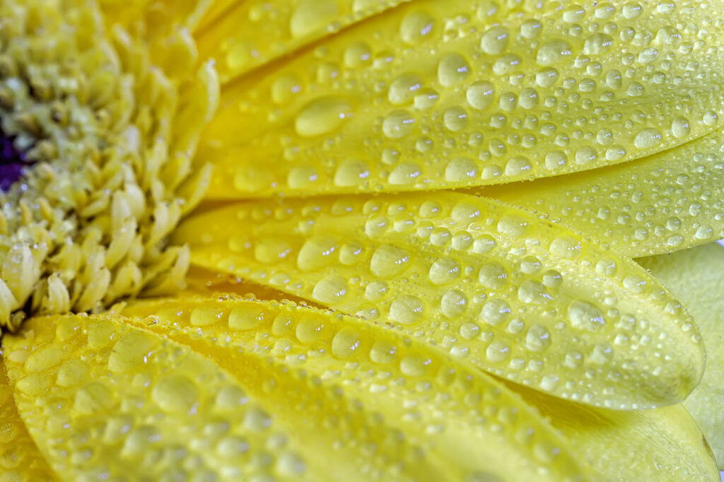 a close view of a beautiful yellow flower with water drops.