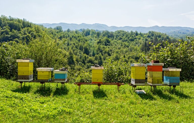 Tout ce qu’il faut savoir pour installer une ruche dans son jardin