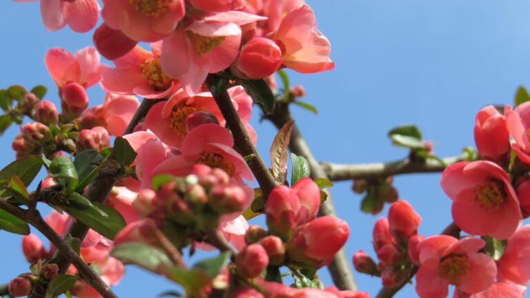 Le pommier du Japon : un arbre merveilleux