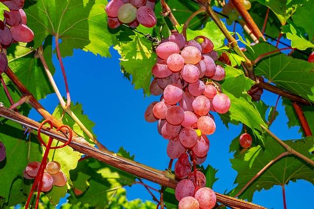 visu difficile pousser raisin